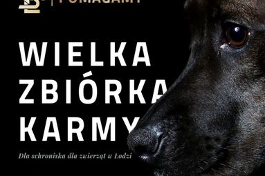 Pomoc zwierzakom ze schroniska przy okazji meczu derbowego w Łodzi